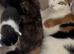 Kittens for sale