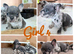 French bulldog puppies