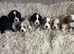 Extensively health tested Cocker Spaniel x Cavalier King Charles puppies (F1 Cockaliers)