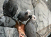 Friendly Baby HandReared Super Tame Cuddly Male African Grey Parrot,22