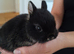 Purebred Netherland Dwarf kits