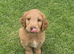 Australian Goldendoodle