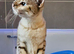 Stunning 5yr Snow Bengal Looking for Her Forever Home