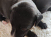 Bedlington whippet puppies