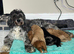 F1B Cockapoo puppies