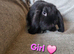 Mini lop 3 girls 4 boys left