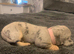 Dachshund Pupies