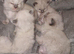 Ragdoll Kittens