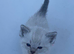 Beautiful Male Ragdoll Kittens