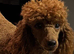 Small Toy poodle female