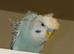 HELLICOPTER BUDGIES