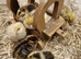 Coturnix quail chics and hatching eggs