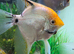 2 large beautiful  angel fish