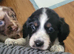 Cocker spaniel pups