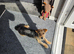 Patterjack x pom