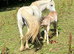 Welsh cross cob mare and foal