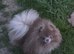 KC reg Lilac young adult