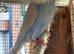 Beautiful baby budgies