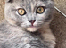 Scottish fold kittens