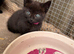 Domestic short hair kittens