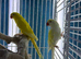 Indian Ringneck parrots Glasgow