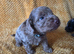 Toy cockapoo puppies merles