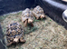 Male Leopard tortoise 8 years old.