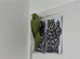 Young Talking Green Ringneck Available &ndash; 5 to 6 Months Old