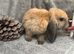 One Gorgeous Mini Lop Baby Ready now!
