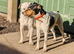 Parson Jack Russells For Stud