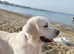 KC registered golden retriever puppies