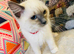 Ragdoll kittens