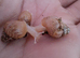Giant african land snail babies