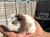 2 baby boy guinea pigs