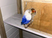 3 breeding pairs of love birds for sale
