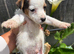 Beautiful  biewer terrier puppy