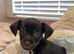 Parson Russell terrier mixed with chihuahua