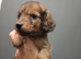 Tiny longhaired dachshunds