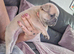 French bulldog pups (kc reg )