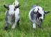 Beautiful Pygmy Wethers Looking for their forever home