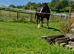 Gorgeous registered black shire gelding for sale