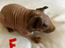 Lovely well handled skinny and Guinea pigs