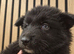 German shepherd x Siberian husky puppies