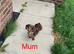 **Reduced*"Miniature dachshund mixed with Patterdale