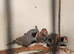 Zebra finches