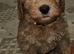 Ready 1 girl, licenced breeder! dna clear f1b miniature cockapoo!
