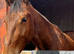 15.2 Standard Bred 3 Yr old Gelding