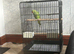 Zazu the Indian ringneck