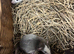 Dumbo X Rex rats