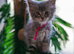 Reduced pure bred Mainecoon kittens ready now